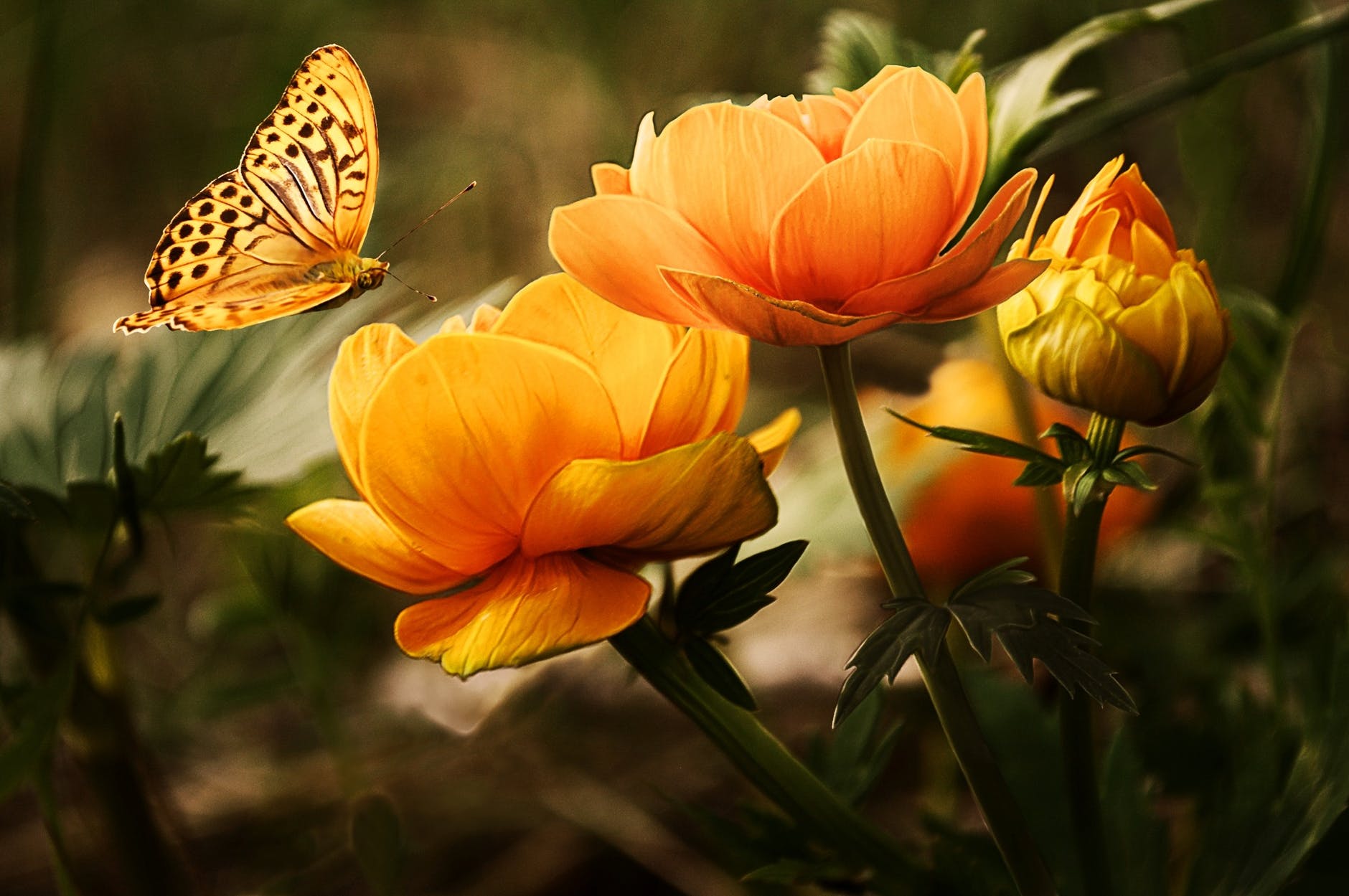 flowers background butterflies beautiful 87452